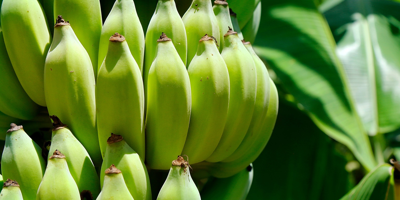 Fertilization in Banana